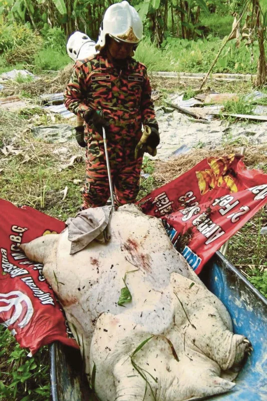labi labi gergasi di batu gajah