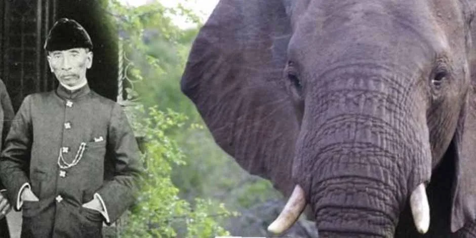 Kisah Kulup Chandan, Gajah Peliharaan Sultan Idris I