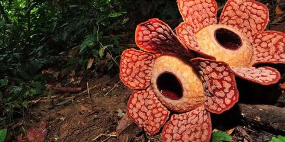 Fakta Menarik Tentang Rafflesia Di Perak