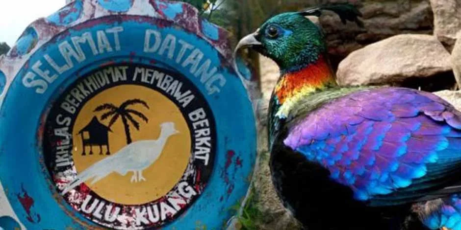 Nama Kampung Ulu Kuang, Chemor Sempena Nama Burung Tercantik Di Dunia