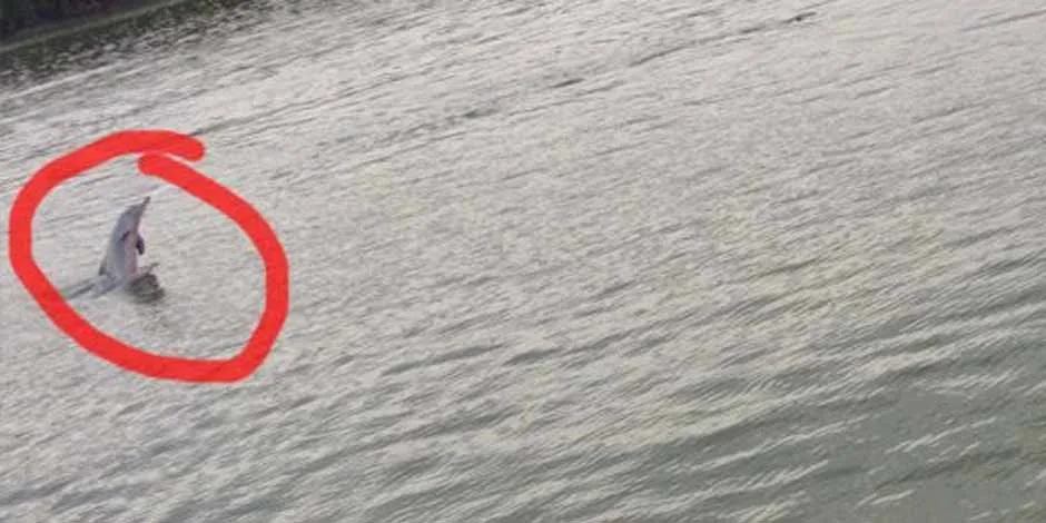 Porpoises Exist in Kuala Sepetang, Perak