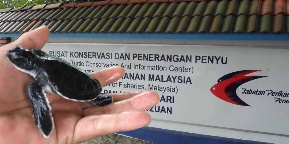 Penyu Ada Banyak Di Segari, Manjung
