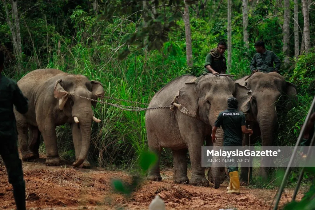 Gajah Liar "Yob Padang" Berjaya Dipindahkan Di Gerik
