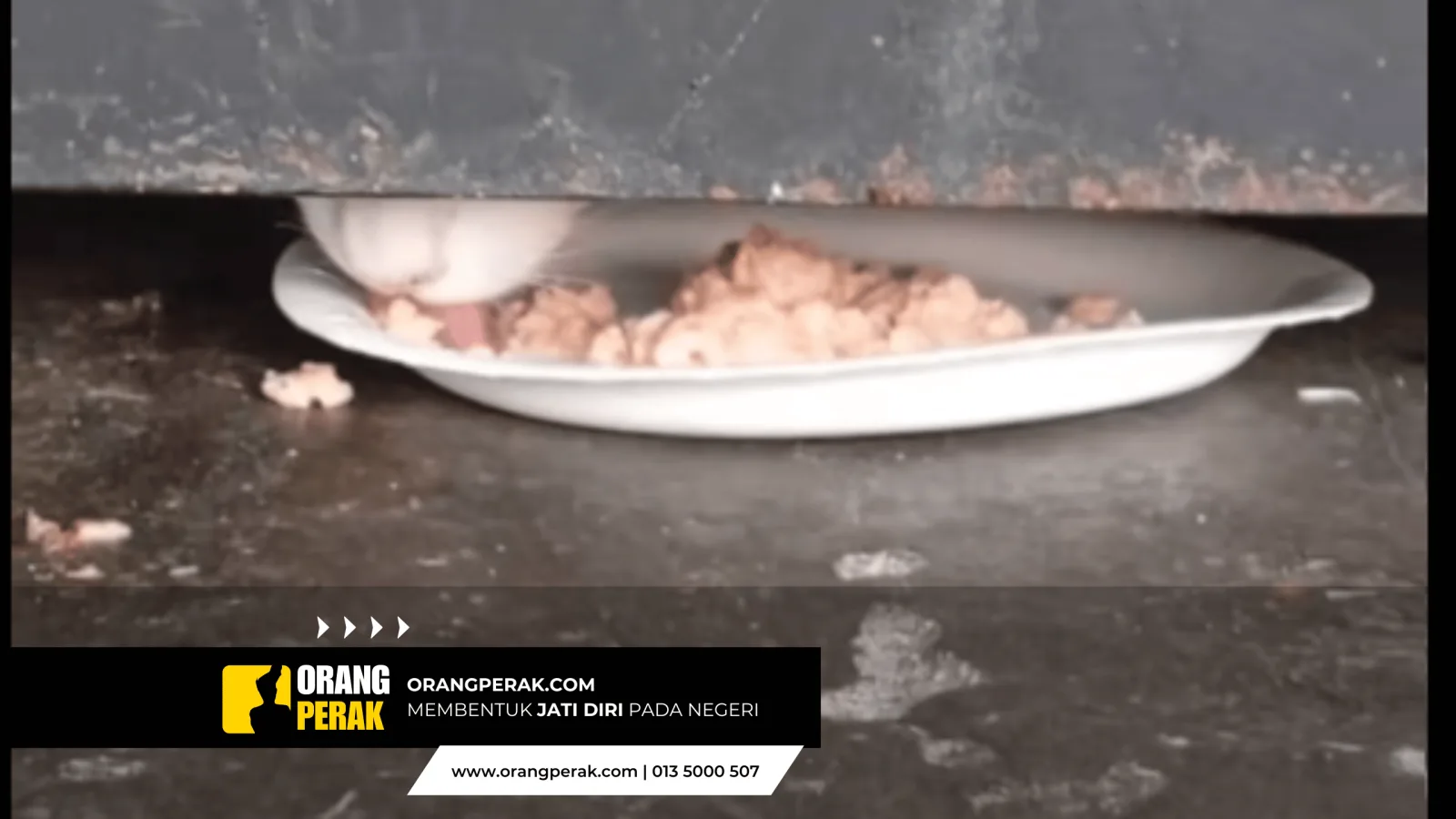 Setahun Terperangkap: Kisah Kucing Putih Di Tangga Pejabat Ipoh Yang Akhirnya Diselamatkan