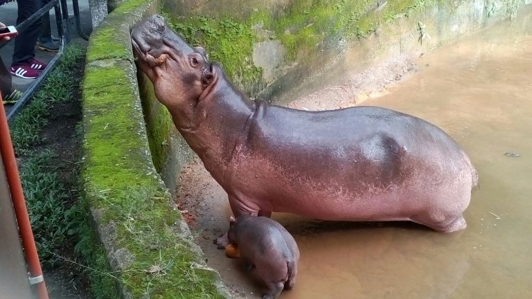 Anak Badak Air Jadi Tarikan Baru Di Zoo Taiping