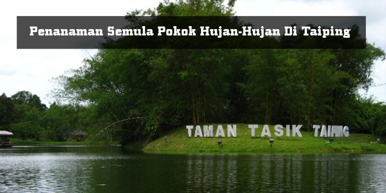 Taman Tasik Taiping Diindahkan Dengan Penanaman Semula Pokok Hujan-Hujan