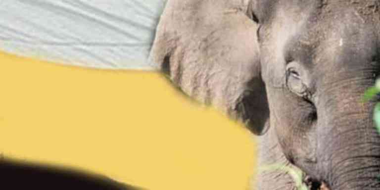 Kisah Hikayat Gajah Di Negeri Perak