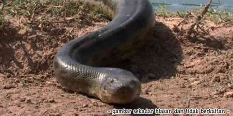 Mitos Jepun Bom Ular Gergasi Di Perak