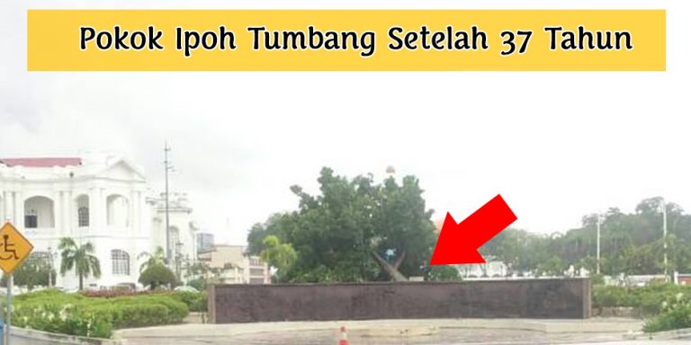 Pokok Ipoh Tumbang Setelah 37 Tahun