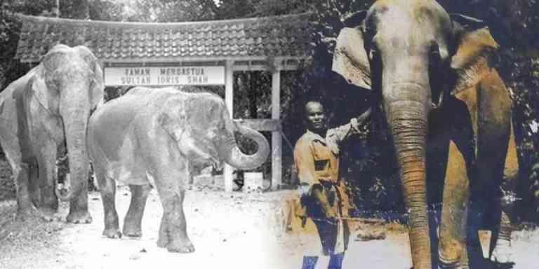 Kisah Penjaga Gajah Sultan Idris II