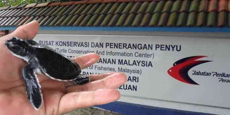 Penyu Ada Banyak Di Segari, Manjung