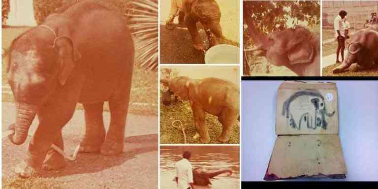 Kitab Pemeliharaan Gajah Di Hulu Perak