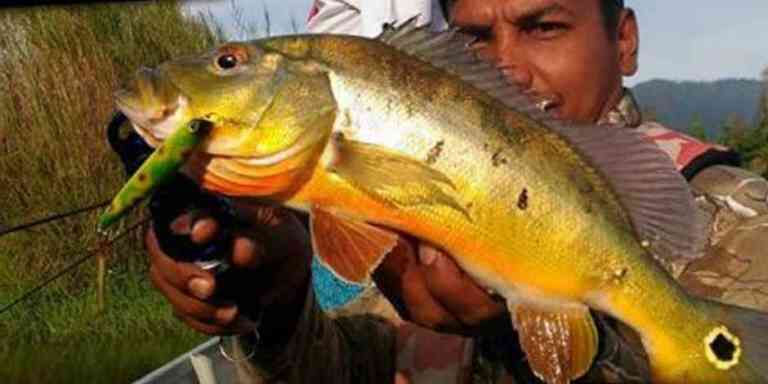 Mini Amazon Malaysia Ada Di Kampung Beng, Perak