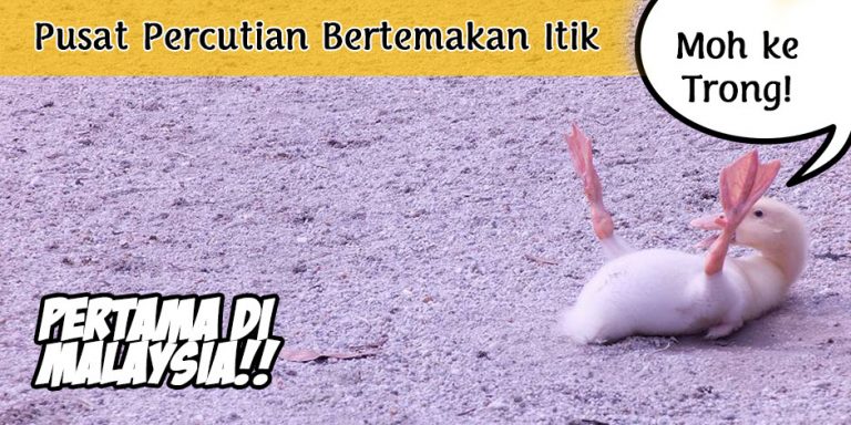 Pusat Percutian Bertemakan Itik Yang Pertama Malaysia Di Trong, Perak