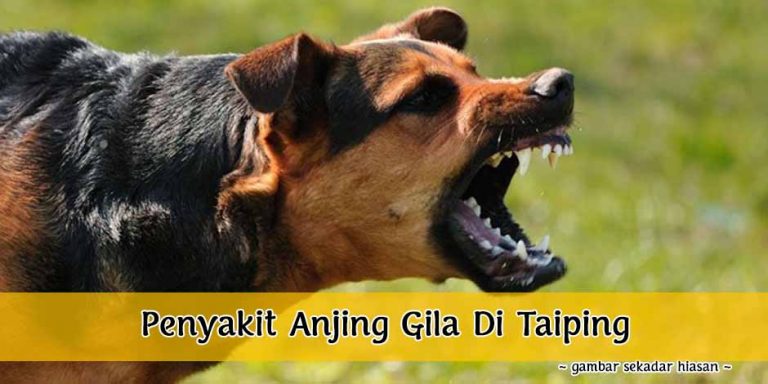 Penyakit Rabies (Anjing Gila) Dikesan Di Taiping