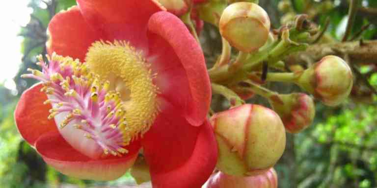 Pokok Peluru Meriam Penambah Keunikan Taman Tasik Taiping
