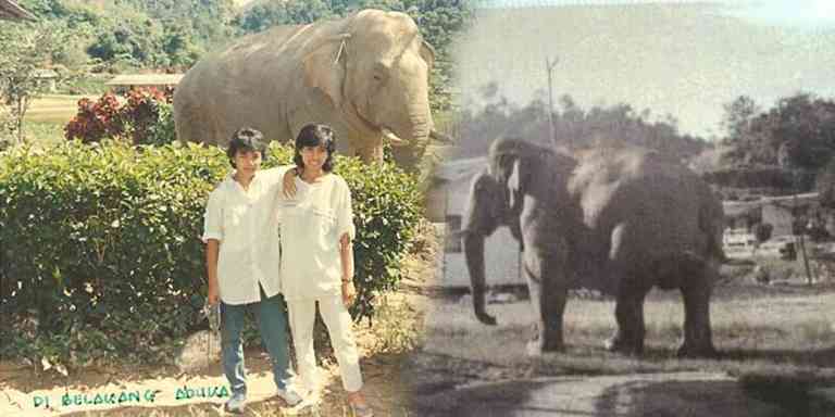 Lagenda Gajah Bernama Aduka Di Gerik