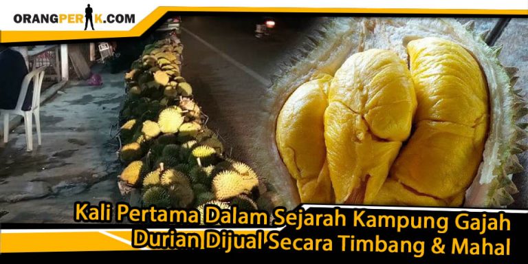 Durian Dijual Secara Timbang, Kali Pertama Dalam Sejarah Kampung Gajah