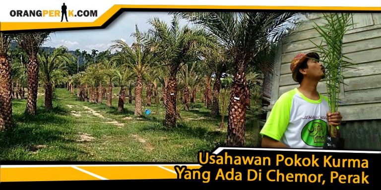 Usahawan Pokok Kurma Di Chemor, Perak