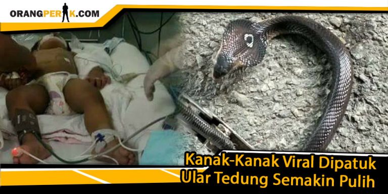 Kanak-Kanak Viral Dipatuk Ular Tedung Semakin Pulih
