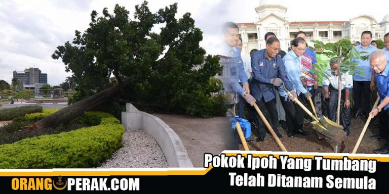 Pokok Ipoh Yang Tumbang Telah Ditanam Semula