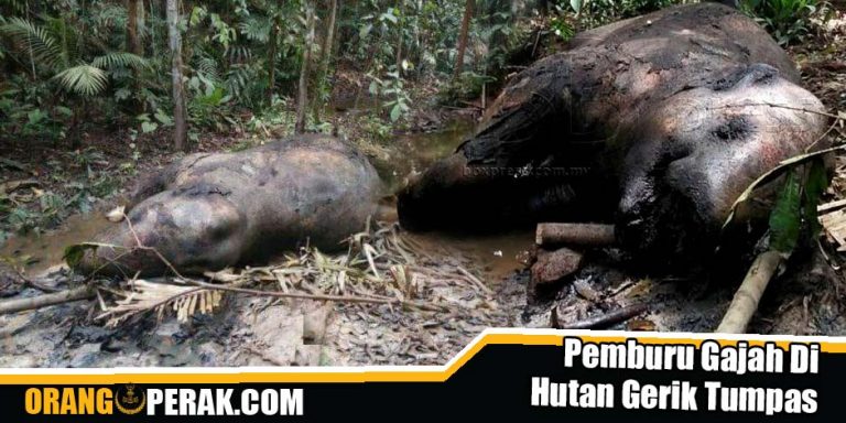Pemburu Gajah Di Hutan Gerik Tumpas