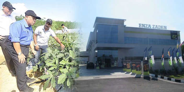 Pusat R&D Biji Benih Sauk, Perak Terbesar Di Asia Tenggara