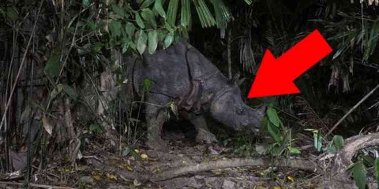 Badak Jawa Terakhir Malaysia Rebah Di Perak