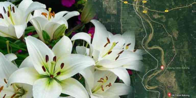 Cerita Dan Asal Usul Nama Teluk Bakong Di Bota, Perak