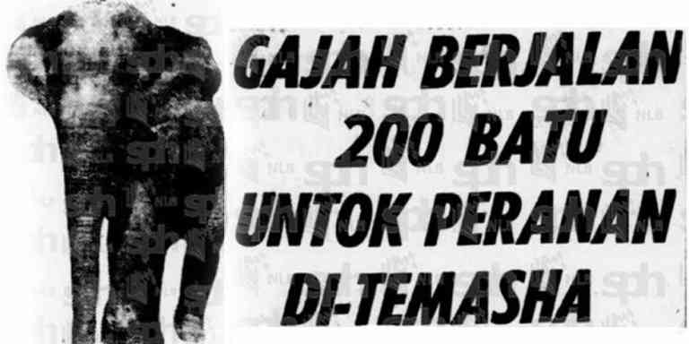 Kisah Mek Yah, Gajah Dari Perak Yang Berjalan Lebih 200 Batu