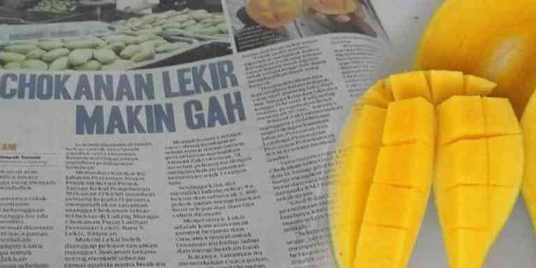 Mangga Chokanan Di Lekir, Perak Setanding Mangga Harum Manis