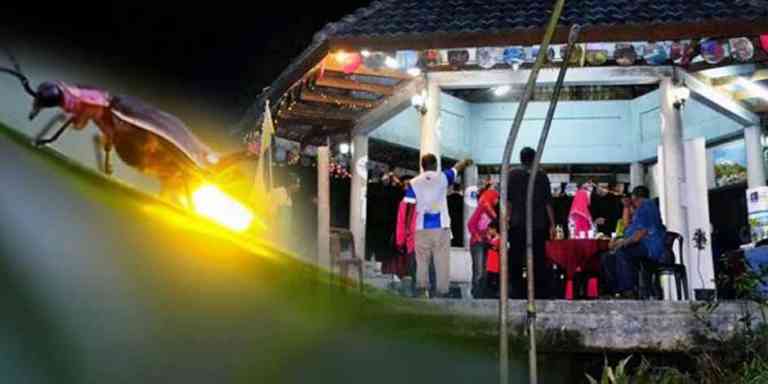 Pengalaman Dikelilingi Kelip-Kelip Di Kampung Dew