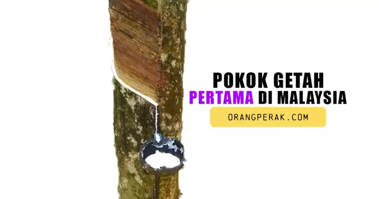 Pokok Getah Pertama di Malaysia