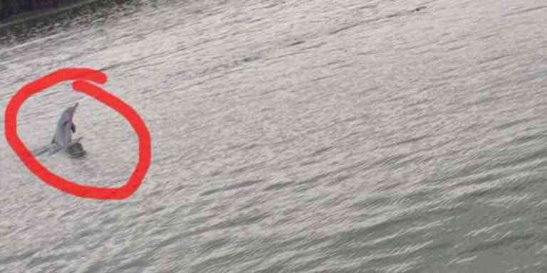 Ikan Lumba-Lumba Wujud Di Kuala Sepetang, Perak