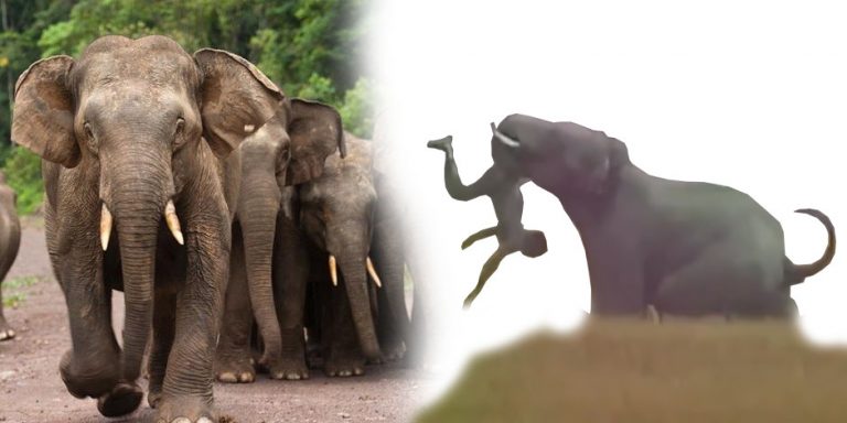 Kisah Dendam Gajah Kepada Manusia Di Hulu Perak