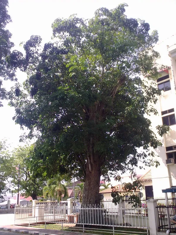 Pokok Getah Pertama di Malaysia
