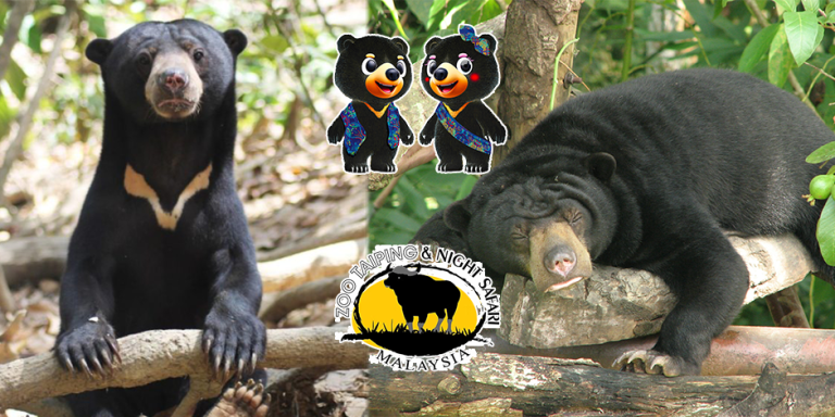 Beruang Matahari, Maskot Tourism Malaysia 2026