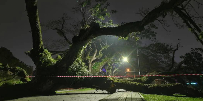 Lagi Pokok Hujan-Hujan Berusia 140 Tahun Tumbang di Taman Tasik Taiping