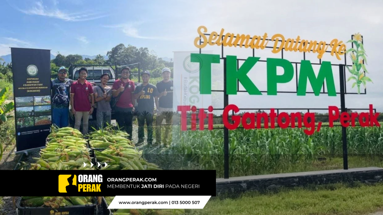 Perak Pengeluar Jagung Manis Nombor 1 Negara