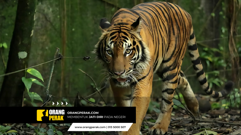 Harimau Belang Serang Lembu di Gerik, Perhilitan Nasihat Penduduk Berwaspada