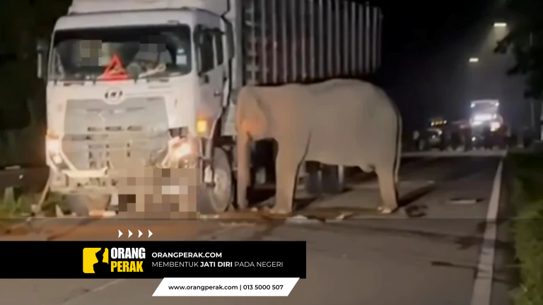 Ibu Gajah Setia Menunggu: Kisah Cinta Hari Ibu di Gerik