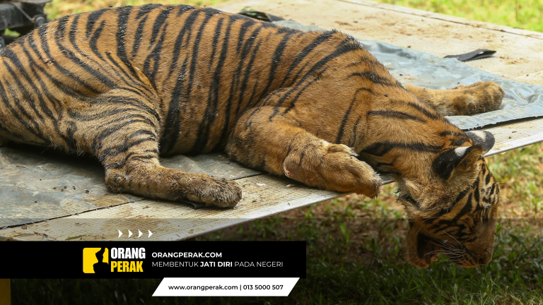 Pak Belang Masuk Perangkap Di Sungai Siput