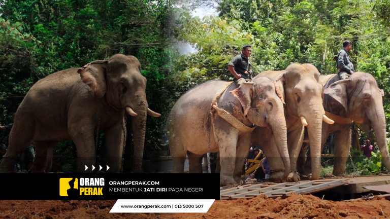 Gajah Liar “Yob Padang” Berjaya Dipindahkan Di Gerik