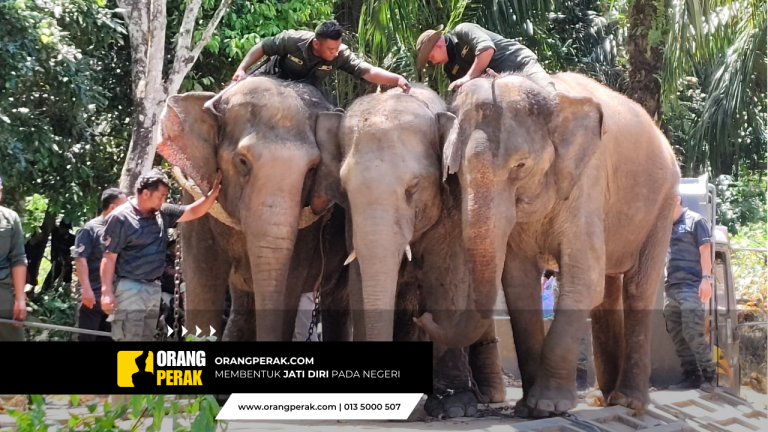 Warga Emas Terperanjat Berdepan Gajah Liar di Kebun Durian di Sungai Siput