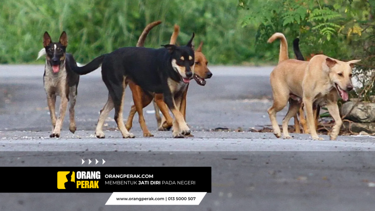 MBI Nafi Dakwaan Anjing Terbiar Ditanam Hidup-Hidup